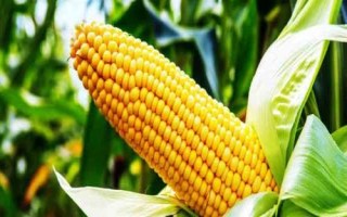 秦糧302玉米種簡介，適宜播種期4月下旬-5月上旬
