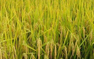 海豐黑稻3號(hào)水稻種子介紹，注意防治各種病蟲害