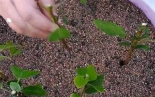 金銀花適合在哪里種植，適合種植在山坡灌叢或疏林中