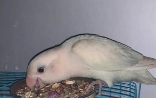 牡丹鸚鵡要喂沙子嗎，可以將沙子殺菌后喂食