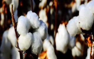 華棉3109棉花種子簡介，生育期127.5天