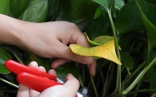 綠蘿的修剪方法，冬天的時(shí)候盡量不要修剪