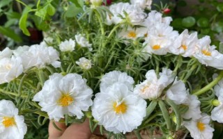 太陽花的花語，寓意向往光明、沉默的愛等