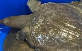 活甲魚冬天家里怎么養(yǎng)殖,魚缸里面用小石子鋪成斜坡并倒入沙子