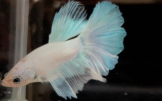 馬尾斗魚如何鑒別公母，公魚的魚鰭較大且長、母魚的魚鰭較短小