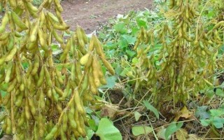 嘉豆4號大豆種子特點，黃淮海夏大豆品種