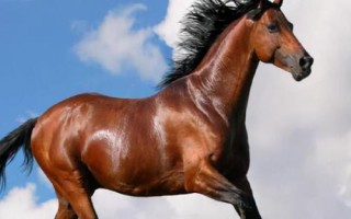 汗血寶馬介紹，其祖先是生長在戈壁地帶的野馬