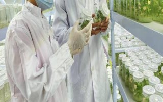 什么是航天育種，是利用太空特殊的誘變作用讓種子發(fā)生變異
