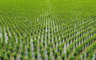 通育271水稻種子簡(jiǎn)介，4月中旬播種
