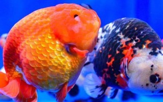 金魚(yú)可以與哪些魚(yú)類(lèi)混養(yǎng)，可與與孔雀魚(yú)、燈魚(yú)、月光魚(yú)等混養(yǎng)