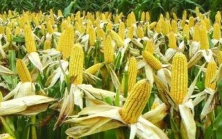 滑豐6號(hào)玉米種子的特征特性，夏播生育期為101天