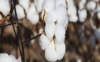 魯棉303棉花種子簡(jiǎn)介，適宜密度為每畝3500株左右