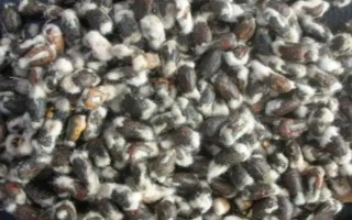 魯棉研33號棉花品種簡介，屬中早熟品種