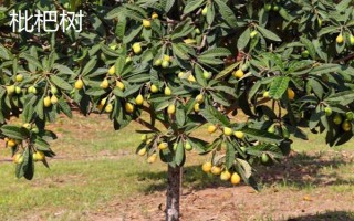 陽光不足的地方適合種什么果樹，適合種枇杷樹、石榴樹等