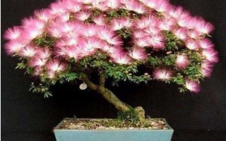 怎么養(yǎng)合歡花，在生長期間應(yīng)該保證有足夠的光照