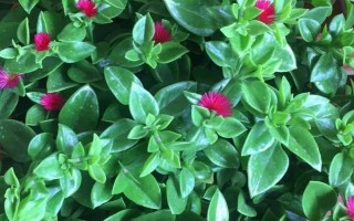 玫瑰吊蘭和牡丹吊蘭有什么區(qū)別，是同一種植物