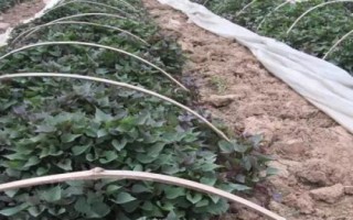 紫薯如何育苗，將種薯排放在苗床上、再覆土施肥并做好管理