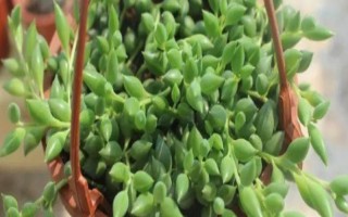 情人淚根部枯萎怎么處理，需停止?jié)菜? /></p><h2>一、情人淚根部枯萎怎么處理</h2><p>1、停止?jié)菜?/p><p>養(yǎng)殖情人淚時(shí)，如果澆水過多，就會導(dǎo)致土壤中產(chǎn)生積水，從而使得情人淚的根系長期泡于水中而枯萎腐爛，需要停止?jié)菜?，再將情人淚脫盆，然后用剪刀將植株腐爛的根系剪去，并且為情人淚更換更為疏松肥沃的土壤。</p><p style=