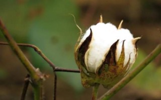 國欣棉34棉花品種的特性，轉(zhuǎn)基因抗蟲雜交棉品種