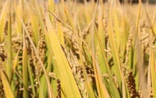 雙優(yōu)575水稻品種簡介，每畝有效穗數(shù)14.2萬穗