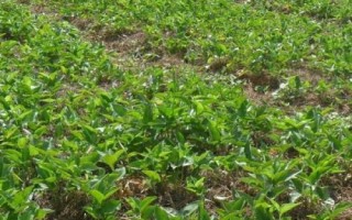 半夏種子的價格與種植技術(shù)，市場售價一斤大約需要35-50元左右