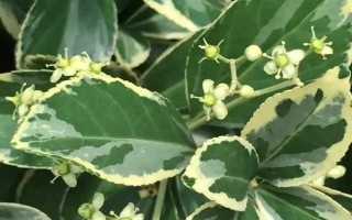 冬青衛(wèi)矛簡介，是常見的庭園觀賞樹種