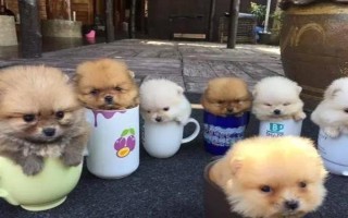 茶杯犬的由來，是基因突變產生的