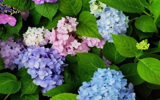 繡球花怎么繁殖，可分株也可壓條繁殖