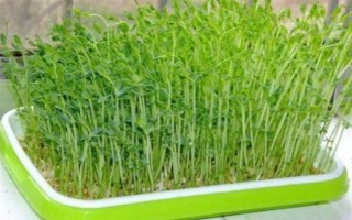 用塑料盆種菜有沒(méi)有毒，蔬菜的根系無(wú)法吸收其中的有毒物質(zhì)
