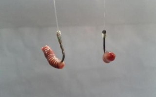蚯蚓釣不到大魚的原因，是名副其實(shí)的“萬能餌料”