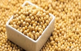 隴豆3號大豆種子特征特性，春播4月下旬-5月上旬播種