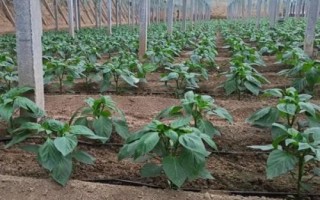 冬茬辣椒定植后的管理方法，進(jìn)入花期之后要降低濕度、增加光照