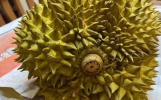 榴蓮價(jià)格貴但我國為何種植少，氣候不適宜、種植成本高皆是重要原因