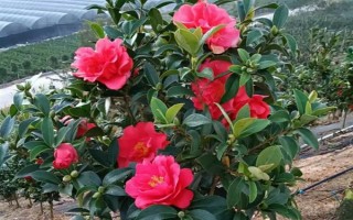 四季茶花好不好養(yǎng)，是比較好養(yǎng)活的花卉