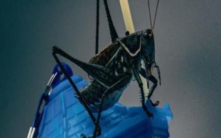 秋天有哪些益蟲，包括蟈蟈、蜜蜂、螳螂等常見種類