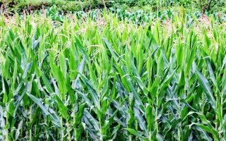 登科19玉米種子特征特性，出苗至成熟118天