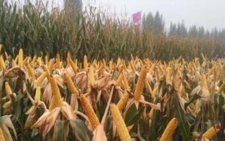 杰農(nóng)628玉米種子特征特性，用顆粒劑或赤眼蜂防治玉米螟