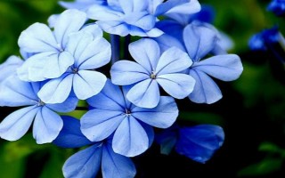藍(lán)雪花修剪后如何養(yǎng)護(hù)，將其放置光線柔和的通風(fēng)環(huán)境中養(yǎng)護(hù)