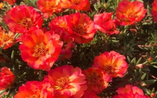太陽花的花語，寓意向往光明、沉默的愛等