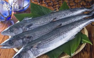 鲅魚和青魚的區(qū)別，科屬分類、形態(tài)特征、棲息環(huán)境均不同