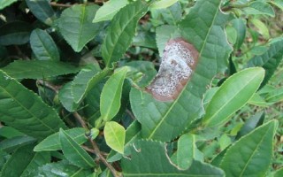 怎么防治茶輪斑病，茶園應避免捋采或強采