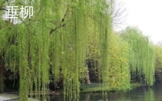 柳樹有哪些品種，包括旱柳、垂柳、白柳、爆竹柳等種類