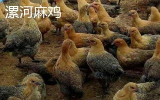 麻雞的品種有哪些，根據(jù)市場需求選擇飼養(yǎng)品種