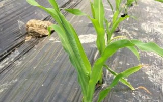 盛和4240玉米種簡介，適宜播種期3月底至5月底