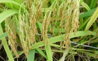 津稻328水稻種子介紹，其它病蟲草害防治同一般常規(guī)稻