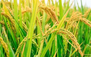 博優(yōu)2318水稻品種的特性，注意防治白葉枯病