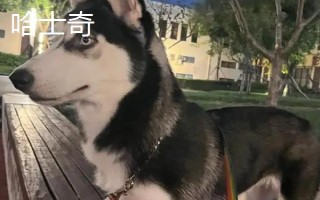 阿拉斯加和哈士奇的區(qū)別有哪些，體型、瞳孔顏色均不同