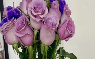 水培玫瑰花如何避免枯萎，要養(yǎng)在干燥、涼爽、通風(fēng)處