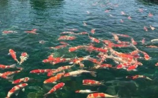 錦鯉為什么會掉鱗，可能是受到細(xì)菌感染