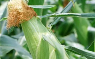 薈甜188玉米種簡介，綜合防治病蟲害
